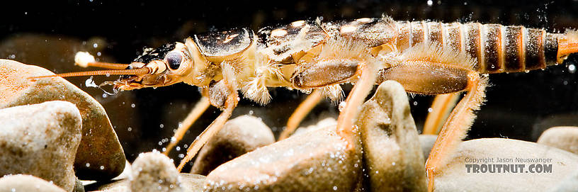 Acroneuria abnormis (Golden Stone) Stonefly Nymph from Mongaup Creek in New York