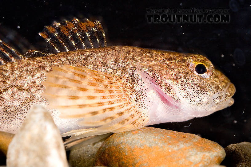 Cottidae (Sculpins) Sculpin Adult from Mongaup Creek in New York