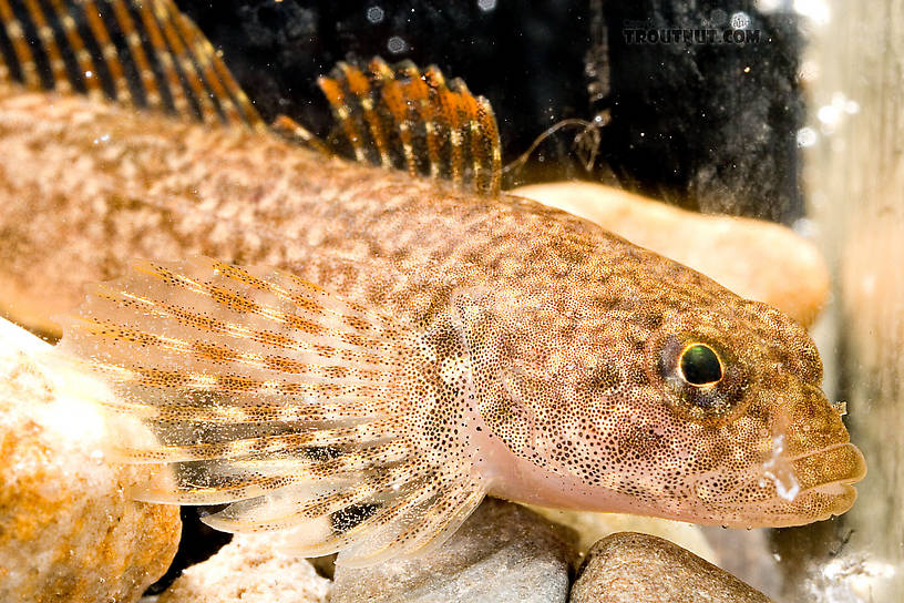 Cottidae (Sculpins) Sculpin Adult from Mongaup Creek in New York