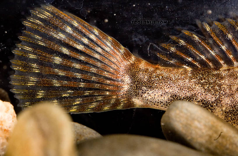 Cottidae (Sculpins) Sculpin Adult from Mongaup Creek in New York