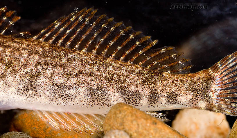 Cottidae (Sculpins) Sculpin Adult from Mongaup Creek in New York