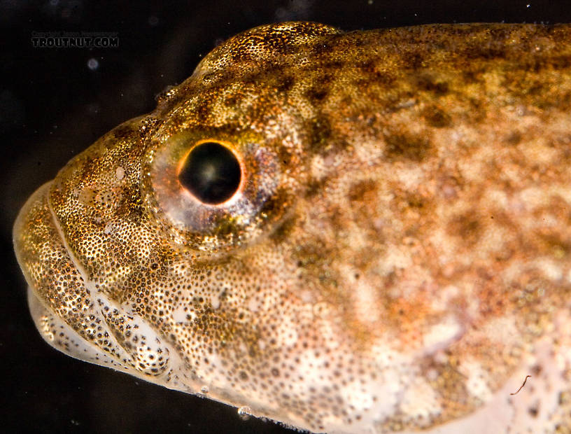 Cottidae (Sculpins) Sculpin Adult from Mongaup Creek in New York