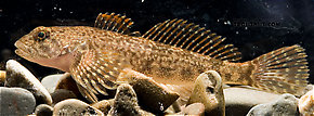 Cottidae (Sculpins) Fish Adult