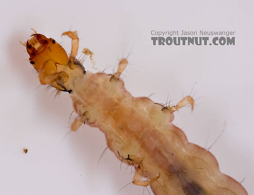 Rhyacophila carolina (Green Sedge) Caddisfly Larva from Mongaup Creek in New York