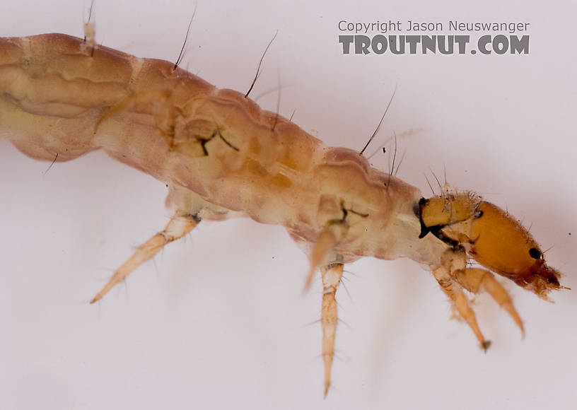 Rhyacophila carolina (Green Sedge) Caddisfly Larva from Mongaup Creek in New York