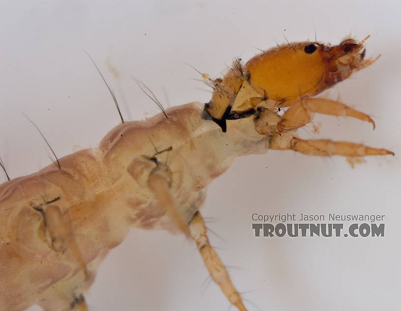 Rhyacophila carolina (Green Sedge) Caddisfly Larva from Mongaup Creek in New York