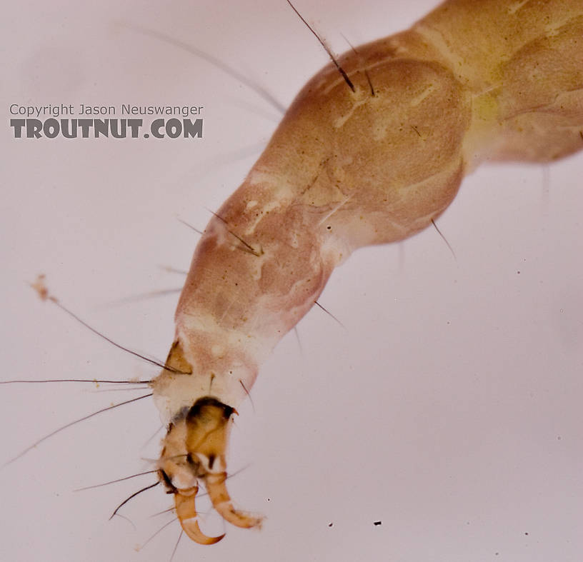 Rhyacophila carolina (Green Sedge) Caddisfly Larva from Mongaup Creek in New York