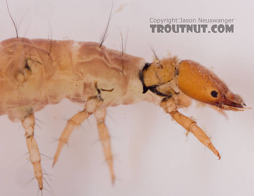 Rhyacophila carolina (Green Sedge) Caddisfly Larva from Mongaup Creek in New York