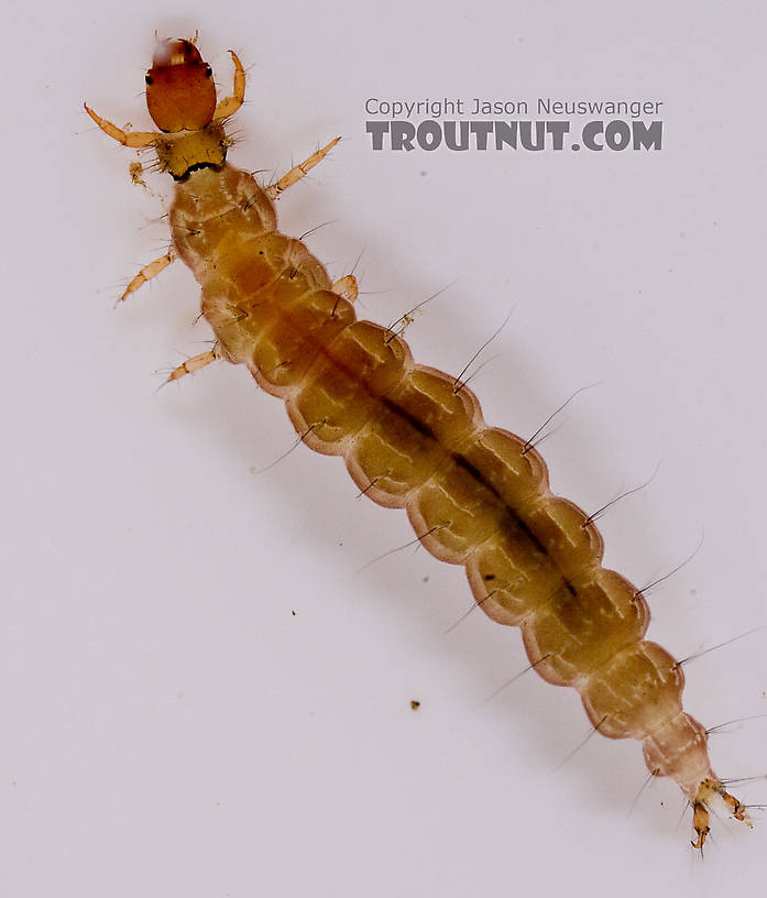 Rhyacophila carolina (Green Sedge) Caddisfly Larva from Mongaup Creek in New York