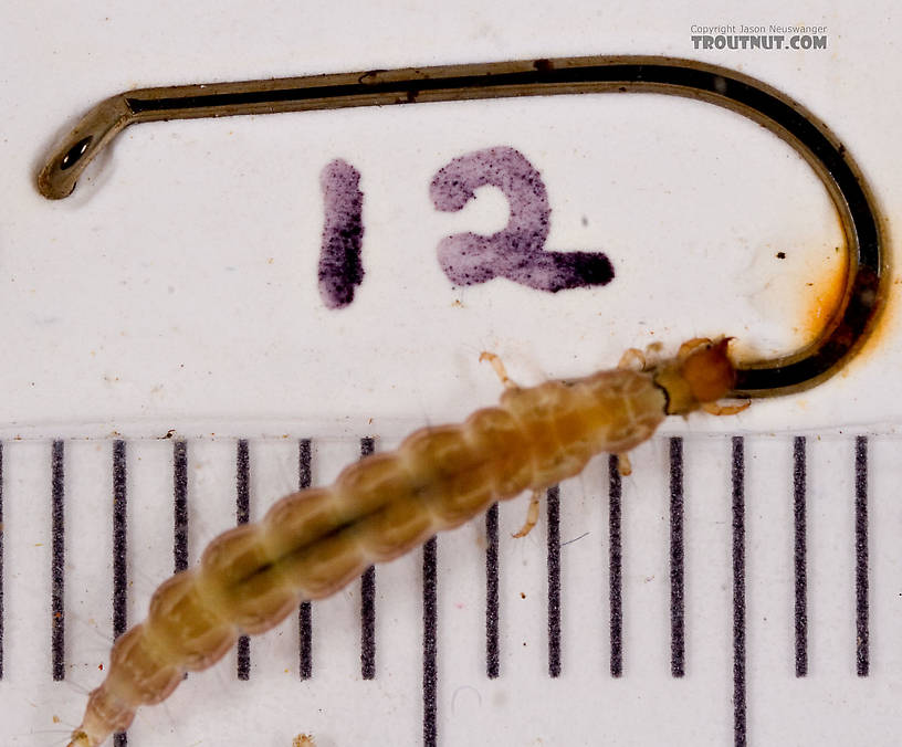 Rhyacophila carolina (Green Sedge) Caddisfly Larva from Mongaup Creek in New York