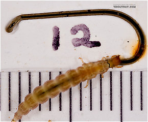 Rhyacophila carolina (Green Sedge) Caddisfly Larva