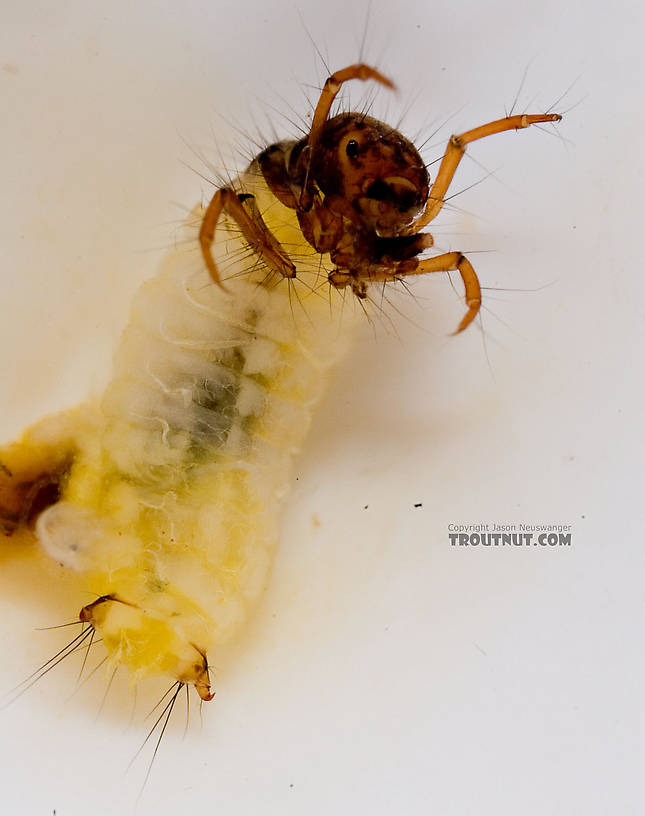 Lepidostoma (Little Brown Sedges) Little Brown Sedge Larva from Mongaup Creek in New York