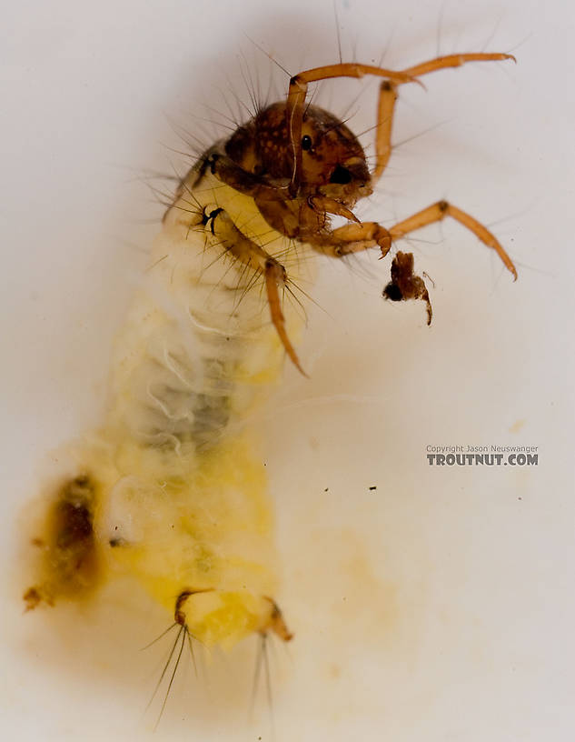 Lepidostoma (Little Brown Sedges) Little Brown Sedge Larva from Mongaup Creek in New York