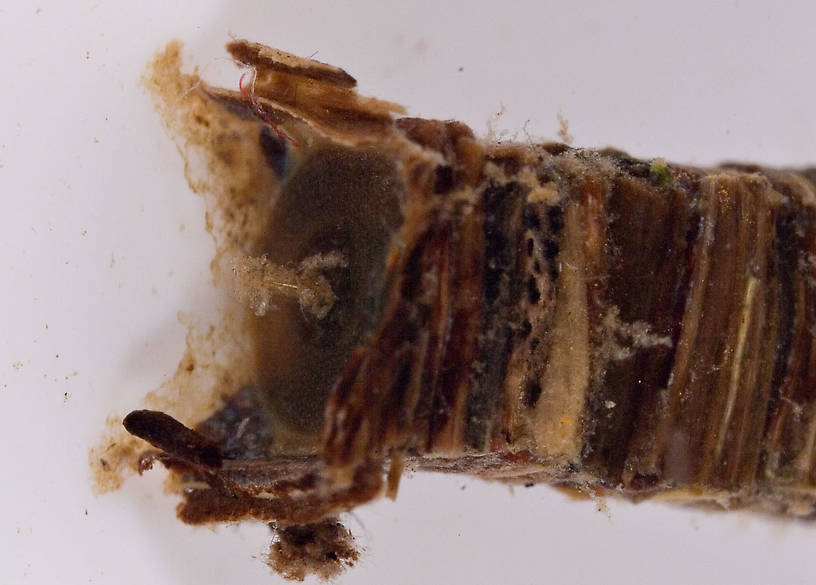 Brachycentridae (Apple Caddis and Grannoms) Caddisfly Pupa from Mongaup Creek in New York