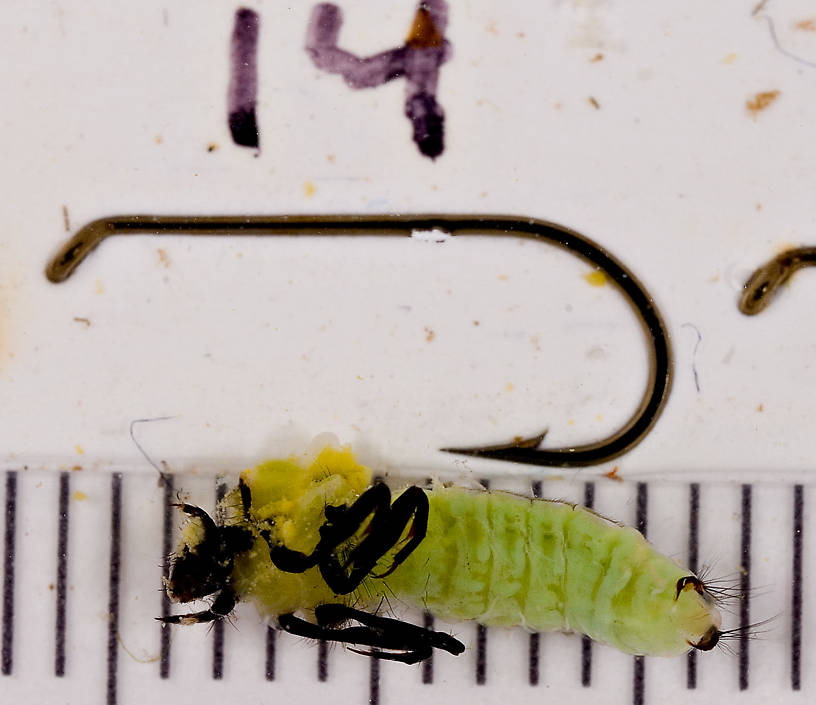 Brachycentridae (Apple Caddis and Grannoms) Caddisfly Pupa from Mongaup Creek in New York