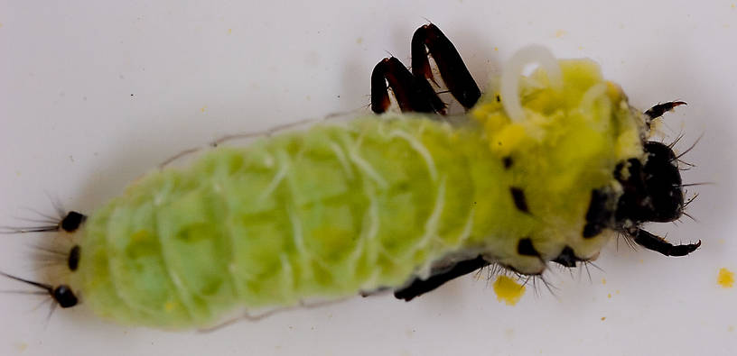 Brachycentridae (Apple Caddis and Grannoms) Caddisfly Pupa from Mongaup Creek in New York