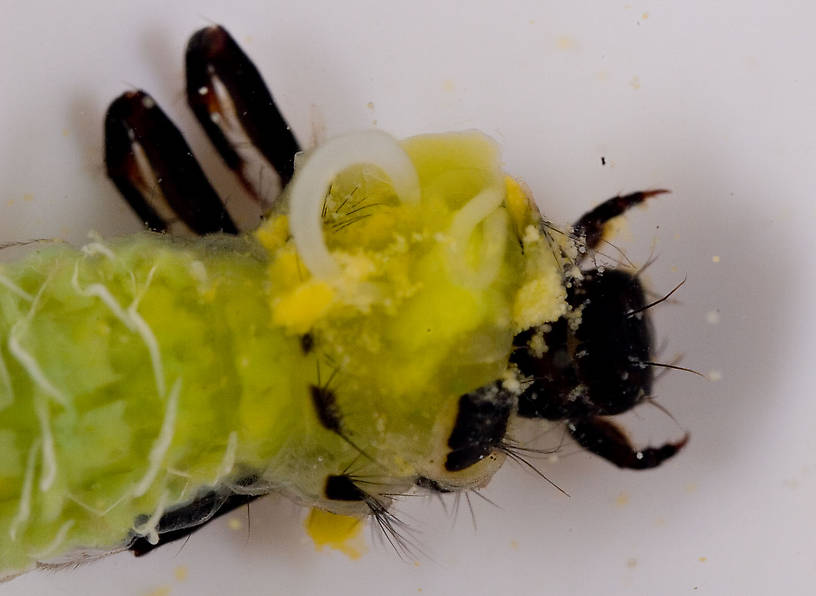 Brachycentridae (Apple Caddis and Grannoms) Caddisfly Pupa from Mongaup Creek in New York