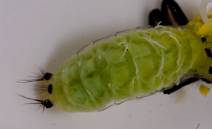 Brachycentridae (Apple Caddis and Grannoms) Caddisfly Pupa from Mongaup Creek in New York