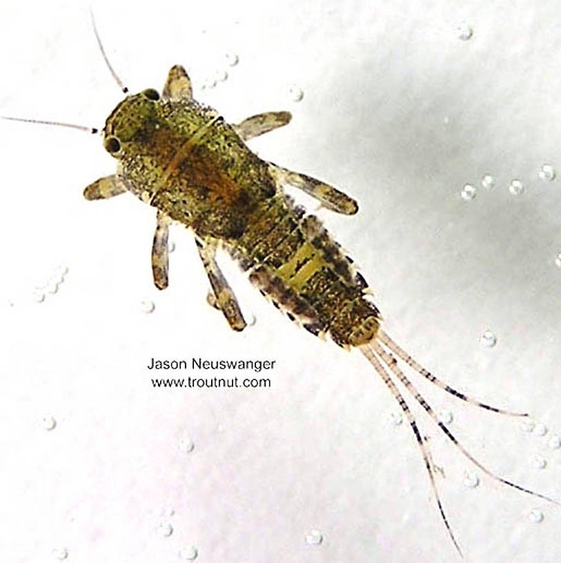 Ephemerella invaria (Sulphur Dun) Mayfly Nymph from the Namekagon River in Wisconsin