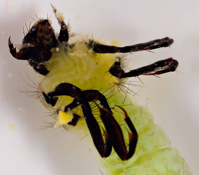 Brachycentridae (Apple Caddis and Grannoms) Caddisfly Pupa from Mongaup Creek in New York