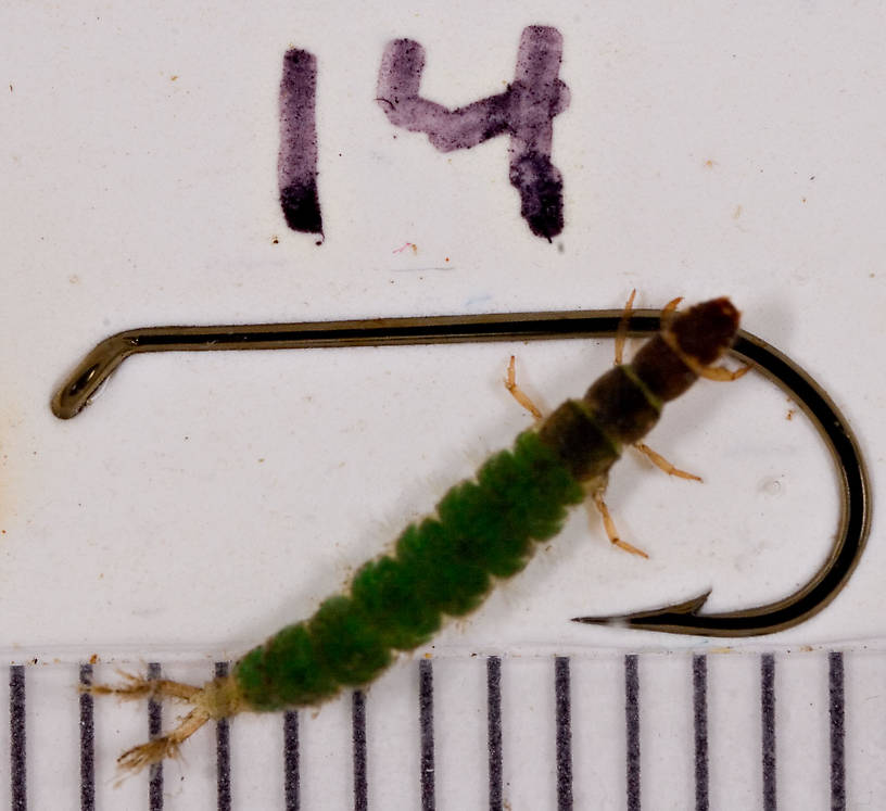 Hydropsychidae Caddisfly Larva from Mongaup Creek in New York