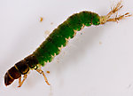 Hydropsychidae  Caddisfly Larva