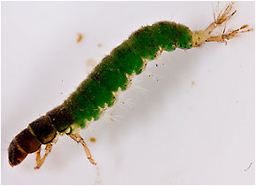 Hydropsychidae  Caddisfly Larva