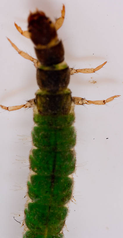 Hydropsychidae Caddisfly Larva from Mongaup Creek in New York