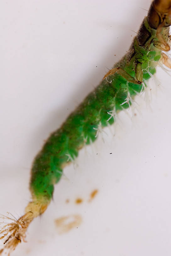 Hydropsychidae Caddisfly Larva from Mongaup Creek in New York