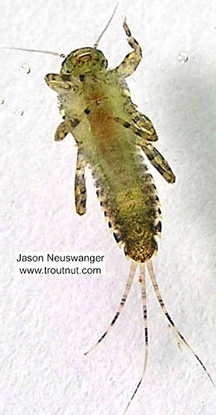 Ephemerella invaria (Sulphur Dun) Mayfly Nymph from the Namekagon River in Wisconsin