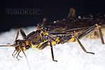 Paragnetina (Golden Stones) Stonefly Adult