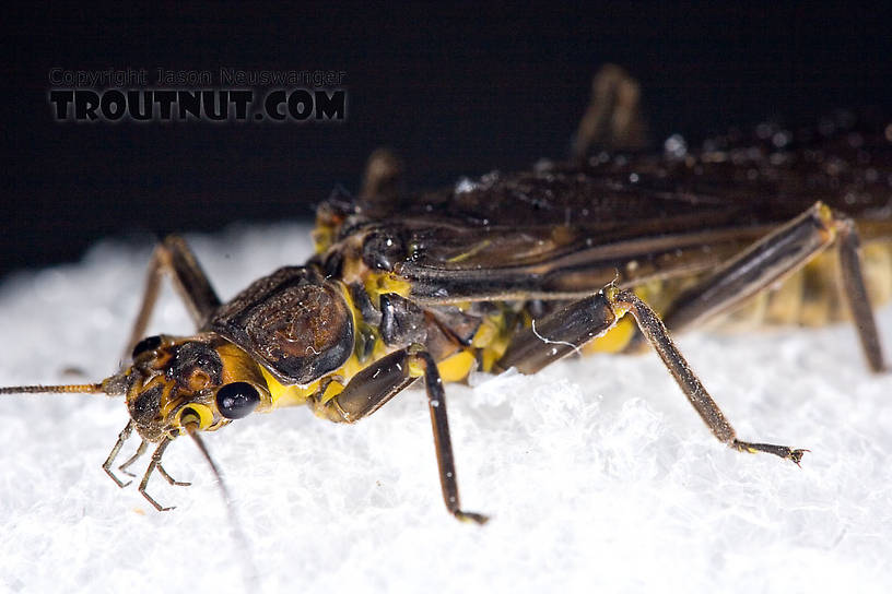 Paragnetina (Golden Stones) Stonefly Adult from Aquarium in New York