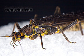 Paragnetina (Golden Stones) Stonefly Adult