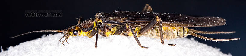 Paragnetina (Golden Stones) Stonefly Adult from Aquarium in New York