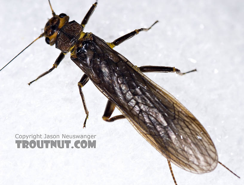 Paragnetina (Golden Stones) Stonefly Adult from Aquarium in New York