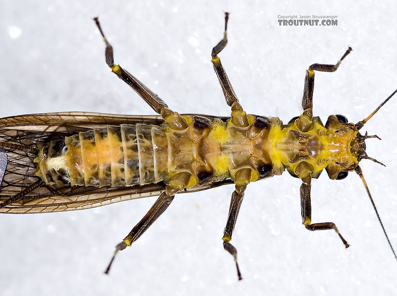 Paragnetina (Golden Stones) Stonefly Adult from Aquarium in New York