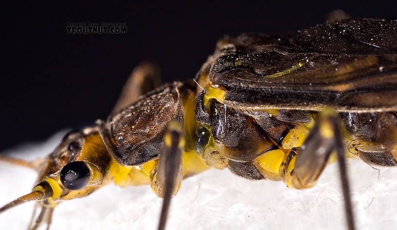 Paragnetina (Golden Stones) Stonefly Adult from Aquarium in New York