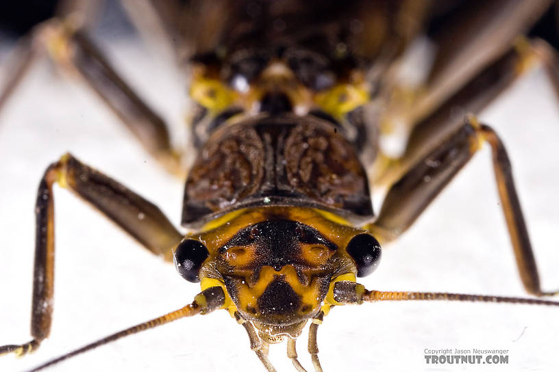 Paragnetina (Golden Stones) Stonefly Adult from Aquarium in New York