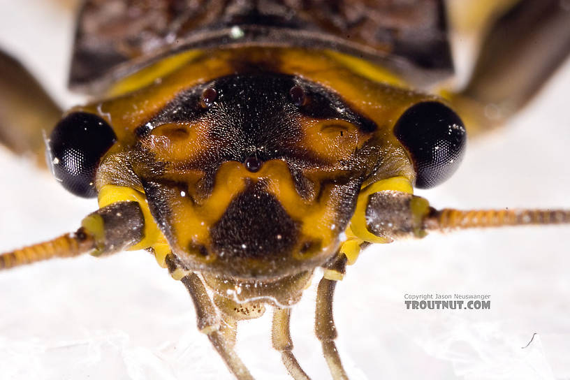 Paragnetina (Golden Stones) Stonefly Adult from Aquarium in New York