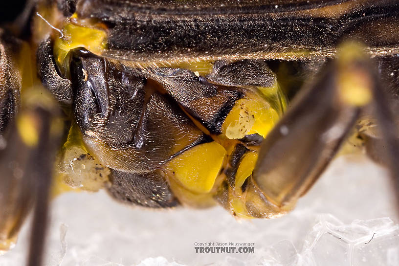 Paragnetina (Golden Stones) Stonefly Adult from Aquarium in New York