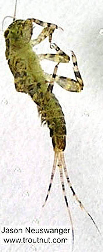 Ephemerella invaria (Sulphur Dun) Mayfly Nymph from the Namekagon River in Wisconsin