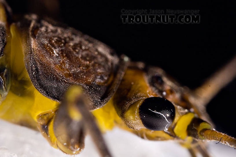 Paragnetina (Golden Stones) Stonefly Adult from Aquarium in New York