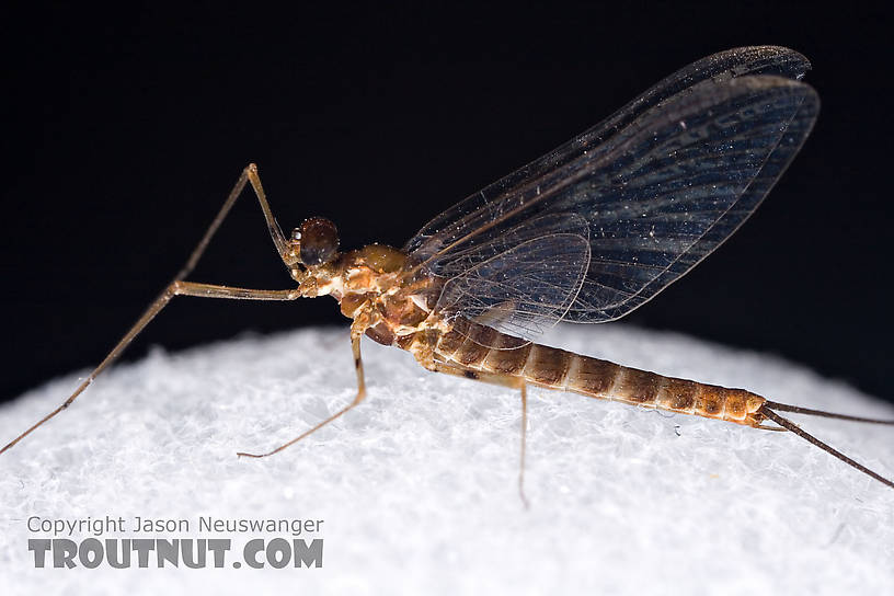 Male Epeorus (Little Maryatts) Mayfly Spinner from Unnamed trib of Factory Brook along 42a in New York