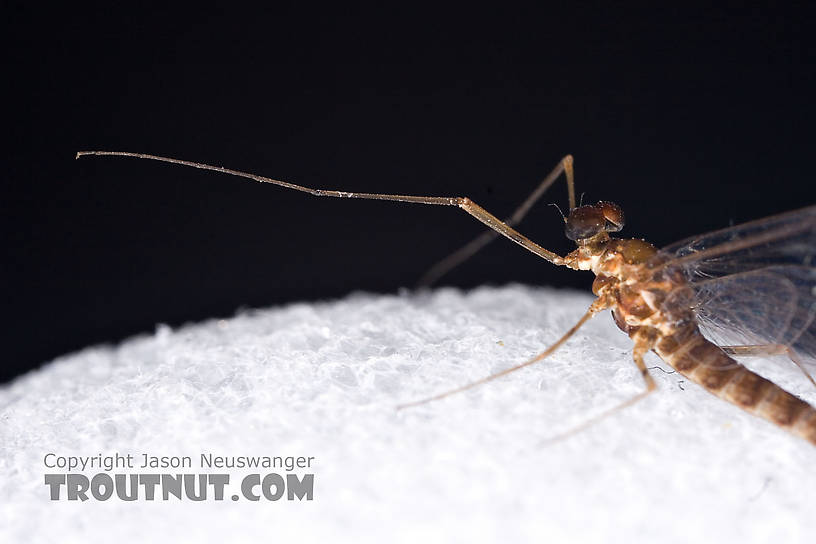 Male Epeorus (Little Maryatts) Mayfly Spinner from Unnamed trib of Factory Brook along 42a in New York