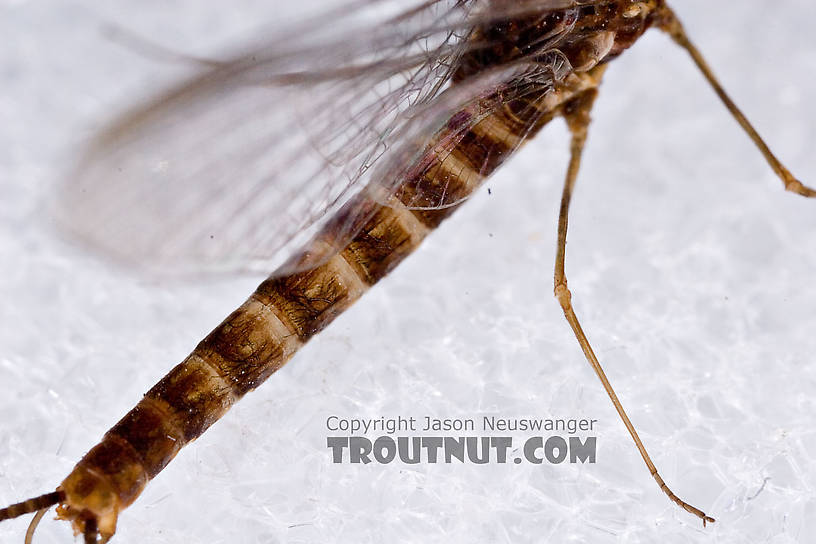 Male Epeorus (Little Maryatts) Mayfly Spinner from Unnamed trib of Factory Brook along 42a in New York