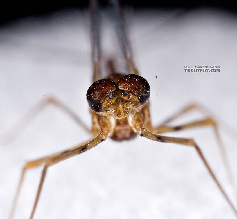 Male Epeorus (Little Maryatts) Mayfly Spinner from Unnamed trib of Factory Brook along 42a in New York