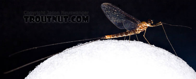 Male Epeorus (Little Maryatts) Mayfly Spinner from Unnamed trib of Factory Brook along 42a in New York