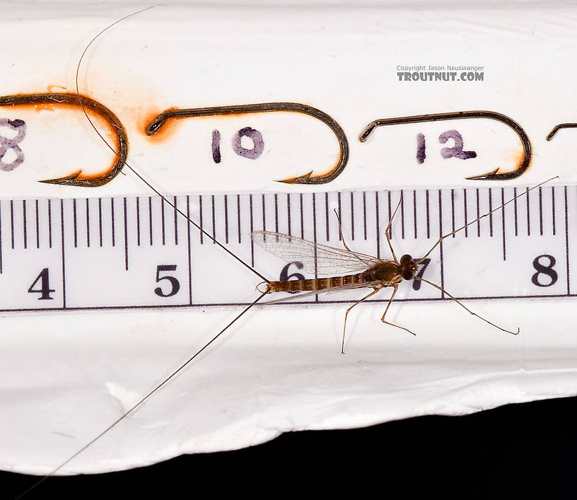 Male Epeorus (Little Maryatts) Mayfly Spinner from Unnamed trib of Factory Brook along 42a in New York