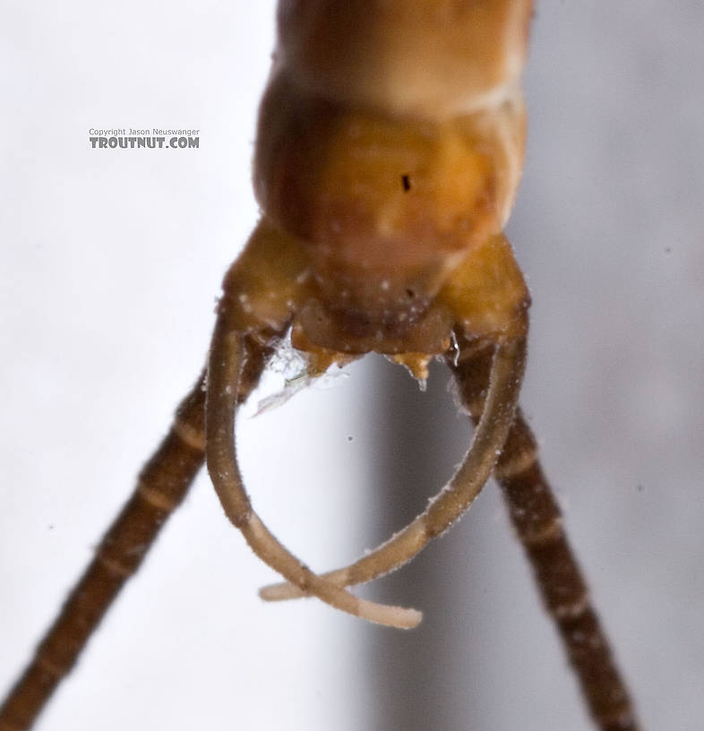 Male Epeorus (Little Maryatts) Mayfly Spinner from Unnamed trib of Factory Brook along 42a in New York