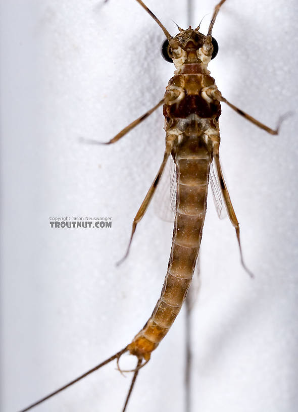 Male Epeorus (Little Maryatts) Mayfly Spinner from Unnamed trib of Factory Brook along 42a in New York